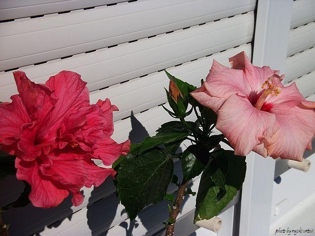 tropski hibiskus